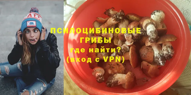 Галлюциногенные грибы Psilocybe  что такое   Гдов 